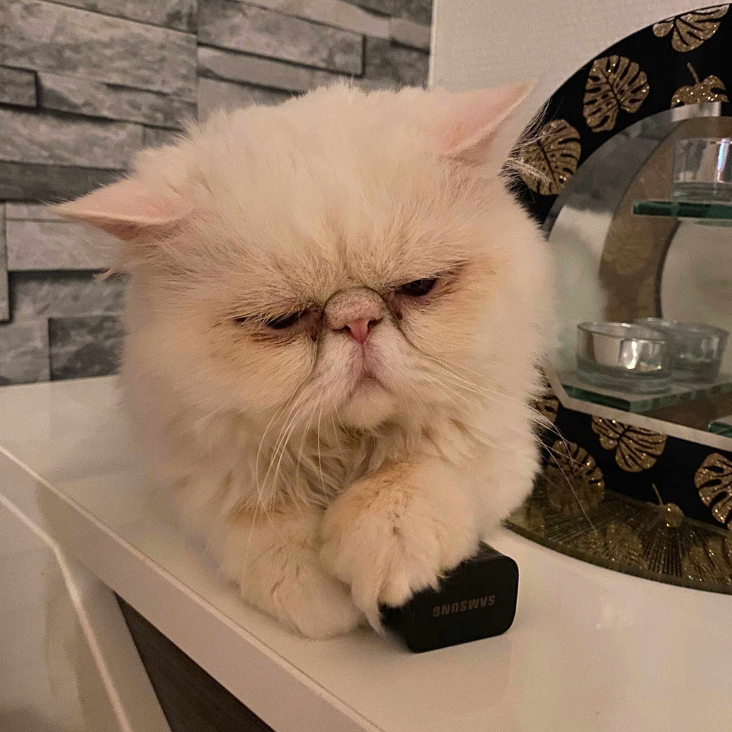 Taïko participe au concours pour gagner de l'argent avec cette photo : angora, animal, architecture, building, cat, hardwood, indoors, interiordesign, jar, kitten, manx, pet, pottery, shelf, sink, sinkfaucet, wall, window, windowsill, wood