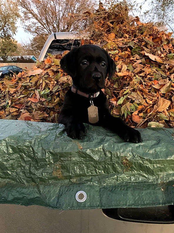 Otto joined the competition — help win amazing prizes! boykin_spaniel, canidae, carnivore, dog, dog_breed, flat_coated_retriever, german_spaniel, hunting_dog, mammal, retriever, spaniel, sporting_group