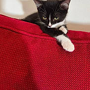 Félix a rejoint le concours — aidez-le/la à gagner de superbes lots ! animal, black_and_white, cat, couch, cute, ears, feline, fur, indoor, kitten, paw, pet, red, relaxed, resting, shadow, texture, wall, whiskers, young