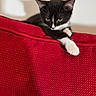 animal, black_and_white, cat, couch, cute, ears, feline, fur, indoor, kitten, paw, pet, red, relaxed, resting, shadow, texture, wall, whiskers, young