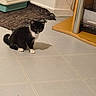 animal, black_and_white, cat, charger, curious, cute, domestic, floor, furniture, indoor, kitten, litter_box, pet, rug, shadow, sitting, small, tile, wall_outlet, young