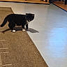 animal, black_and_white, cat, curious, cute, domestic, feline, floor, home, indoor, kitten, pet, playful, rug, shadow, small, texture, white_paws, wooden_cabinet, young