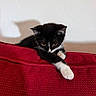 Félix a rejoint le concours — aidez-le/la à gagner de superbes lots ! animal, black_and_white, cat, cozy, curious, cute, feline, indoor, kitten, paw, pet, red_blanket, relaxed, resting, shadow, small, soft, texture, wall, young