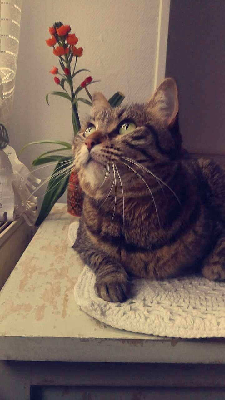 Macha participe au concours pour gagner de l'argent avec cette photo : carnivore, cat, claw, comfort, domestic_short_haired_cat, eye, felidae, flowerpot, fur, grey, houseplant, paw, plant, sitting, small_to_medium_sized_cats, snout, table, tail, whiskers, window