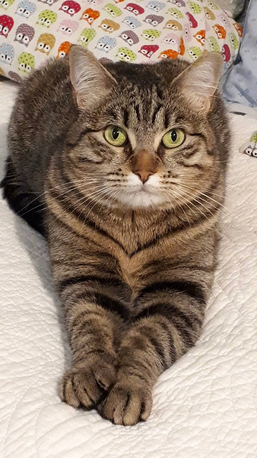 Macha participe au concours pour gagner de l'argent avec cette photo : art, carnivore, cat, domestic_short_haired_cat, felidae, fur, grass, pattern, paw, rectangle, small_to_medium_sized_cats, snout, tail, terrestrial_animal, whiskers, wildlife, window