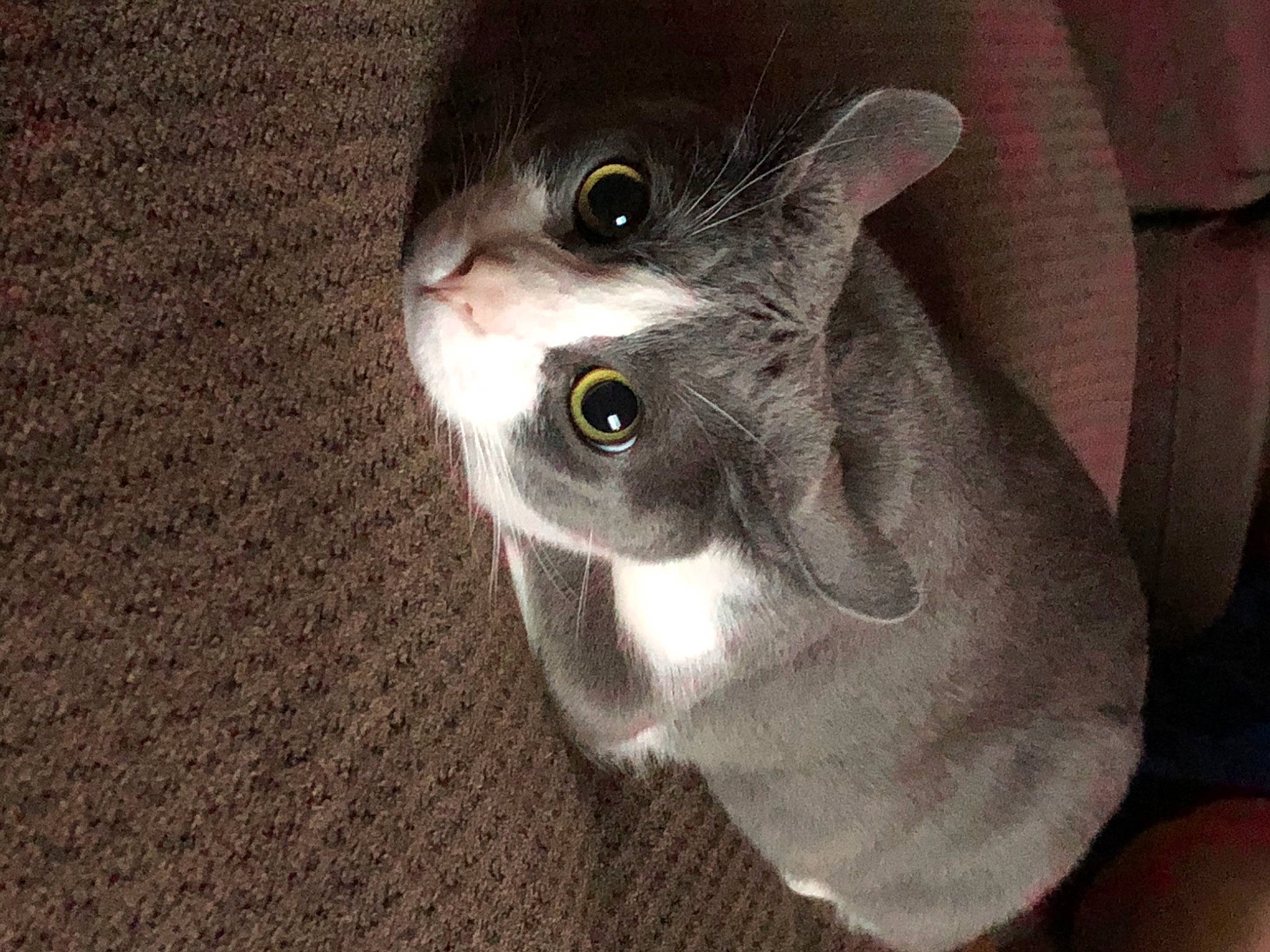 Carson is registered to the contest to win money with this photo: british_shorthair, carnivore, cat, domestic_short_haired_cat, felidae, korat, russian_blue, small_to_medium_sized_cats, snout, whiskers
