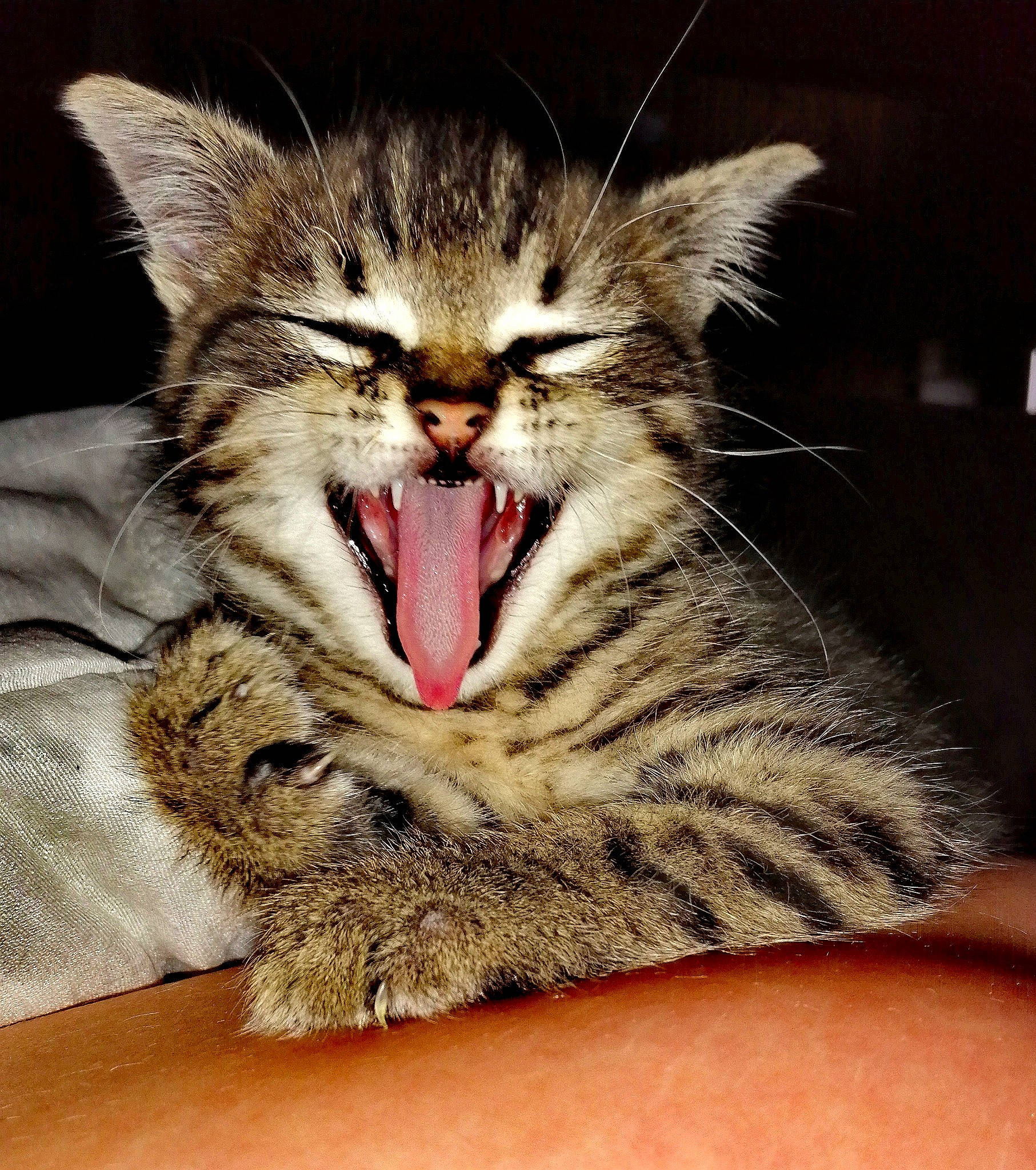 Pineau a rejoint le concours — aidez-le/la à gagner de superbes lots ! american_shorthair, asian, california_spangled, carnivore, cat, dragon_li, european_shorthair, facial_expression, felidae, kitten, mammal, mouth, nose, organ, pixie_bob, small_to_medium_sized_cats, snout, tabby_cat, whiskers, yawn