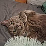 animal, bed, cat, closeup, cozy, curious, cute, domestic_cat, eyes, feline, fur, gray_cat, indoor, lying_down, paw, pet, pillow, relaxed, soft_texture, whiskers