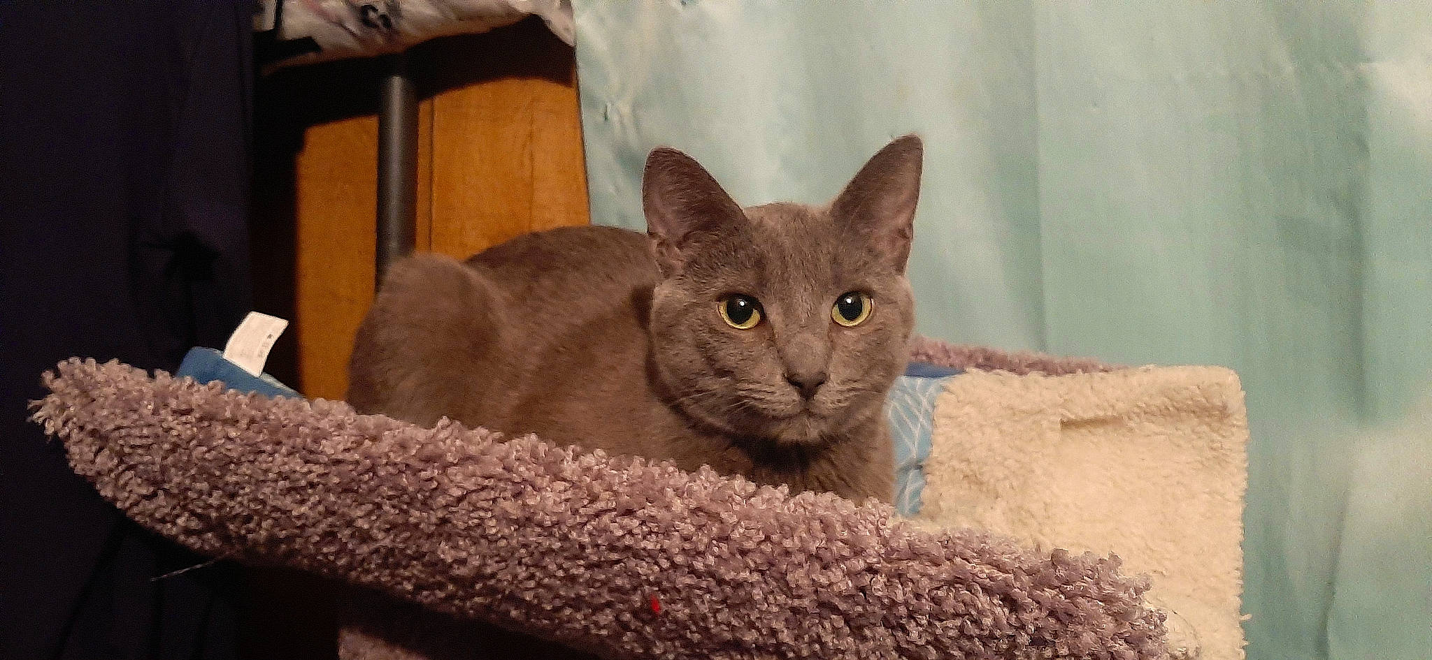 Lizzy May joined the competition — help win amazing prizes! carnivore, cat, cat_supply, comfort, domestic_short_haired_cat, felidae, fur, grey, russian_blue, small_to_medium_sized_cats, snout, terrestrial_animal, whiskers, wildlife