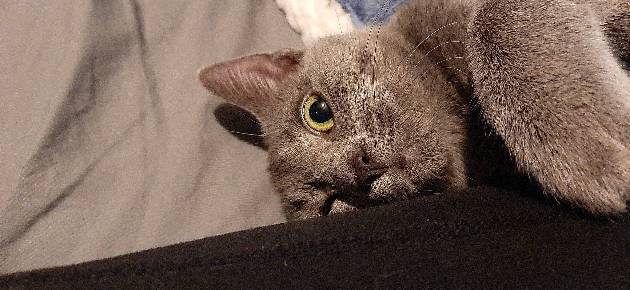 Lizzy May joined the competition — help win amazing prizes! carnivore, cat, claw, domestic_short_haired_cat, ear, felidae, fur, grey, paw, russian_blue, small_to_medium_sized_cats, snout, terrestrial_animal, whiskers, wildlife