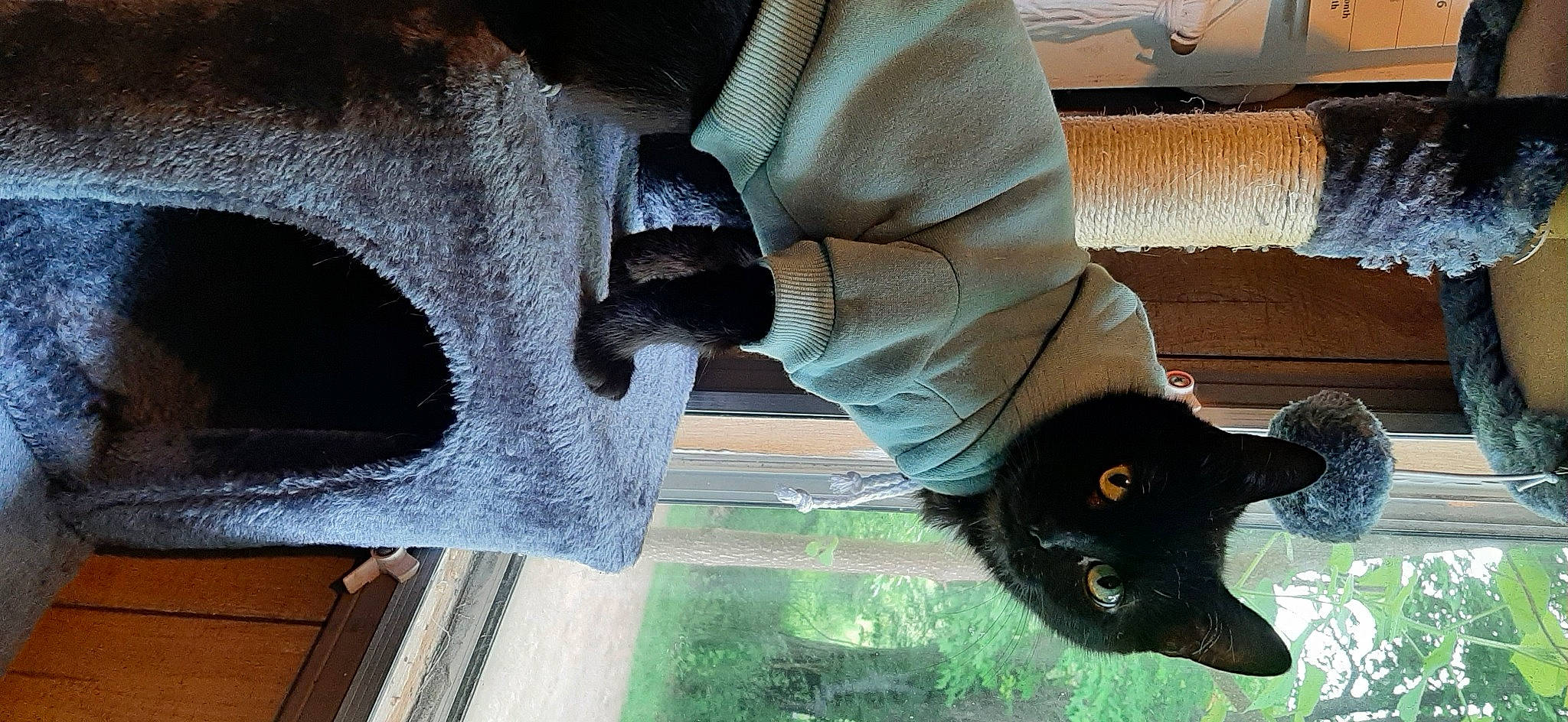 Miss.bear joined the competition — help win amazing prizes! automotive_exterior, automotive_tire, automotive_wheel_system, black_cat, cat, felidae, fender, grass, mammal, rim, small_to_medium_sized_cats, snout, tints_and_shades, tire, vertebrate, water, wheel, whiskers, window, wood