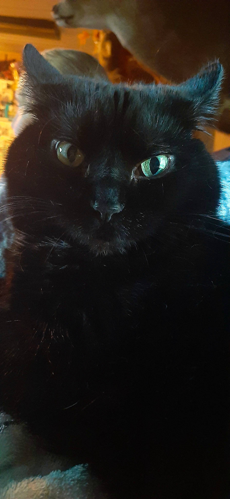 Miss.bear is registered to the contest to win money with this photo: black_cat, bombay, carnivore, cat, domestic_short_haired_cat, electric_blue, felidae, fur, small_to_medium_sized_cats, snout, tail, terrestrial_animal, whiskers