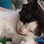 Pebbles is registered to the contest to win money with this photo: animal, black_and_white, cat, close_up, cozy, cute, domestic_animal, face, feline, fur, indoor, nose, paw, peaceful, pet, relaxing, resting, sleeping, soft, whiskers