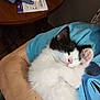 Pebbles is registered to the contest to win money with this photo: arm, black_and_white, blue_shirt, cat, close_up, cozy, cute, fluffy, fur, household_items, indoor, kitten, paw, person, pet, pink_nose, relaxation, resting, sleeping, table