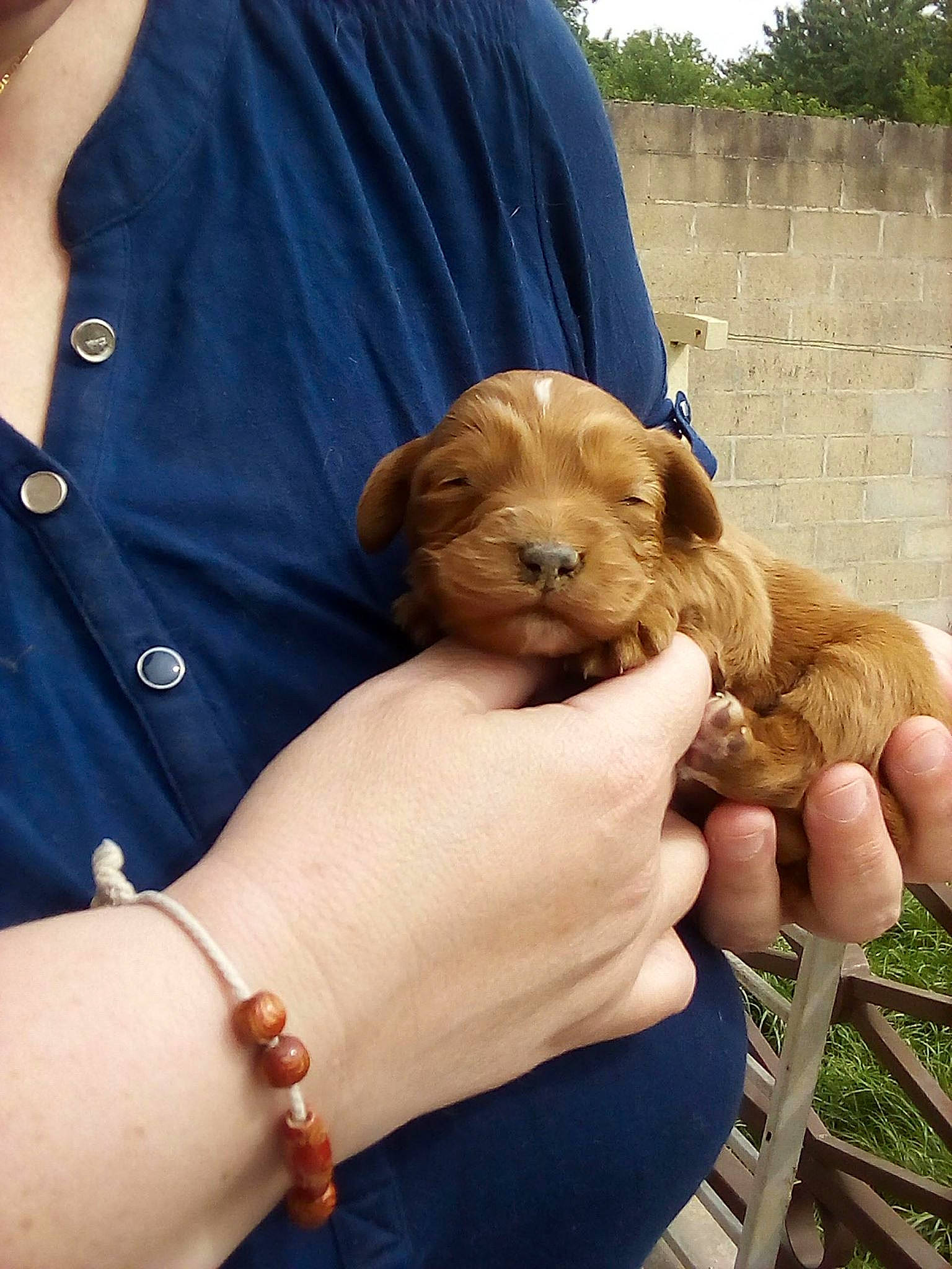 Odyn a rejoint le concours — aidez-le/la à gagner de superbes lots ! carnivore, companion_dog, dog, dog_breed, fawn, finger, gesture, hand, jewellery, nail, sleeve, tableware, terrestrial_animal, thumb, tree, veterinarian, wildlife_biologist, working_animal, wrinkle, wrist