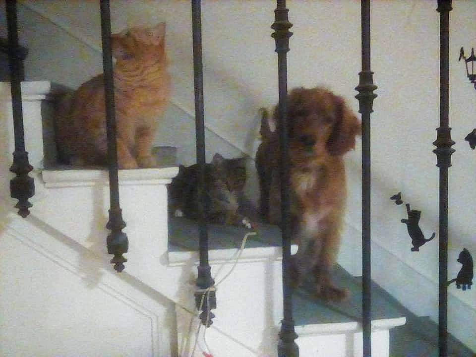 Odyn participe au concours pour gagner de l'argent avec cette photo : animal_shelter, cage, canidae, carnivore, cat, companion_dog, dog_breed, fawn, felidae, fur, liver, metal, pet_supply, small_to_medium_sized_cats, spitz, sporting_group, tail, terrestrial_animal, toy_dog, whiskers