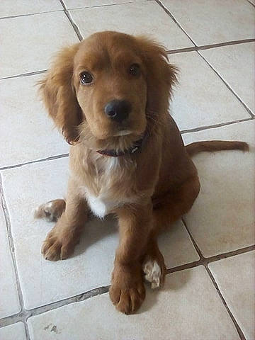 Odyn participe au concours pour gagner de l'argent avec cette photo : canidae, carnivore, companion_dog, dog, dog_breed, fawn, flooring, fur, gun_dog, liver, paw, retriever, snout, spaniel, sporting_group, terrestrial_animal, tile_flooring, whiskers, wood, working_animal