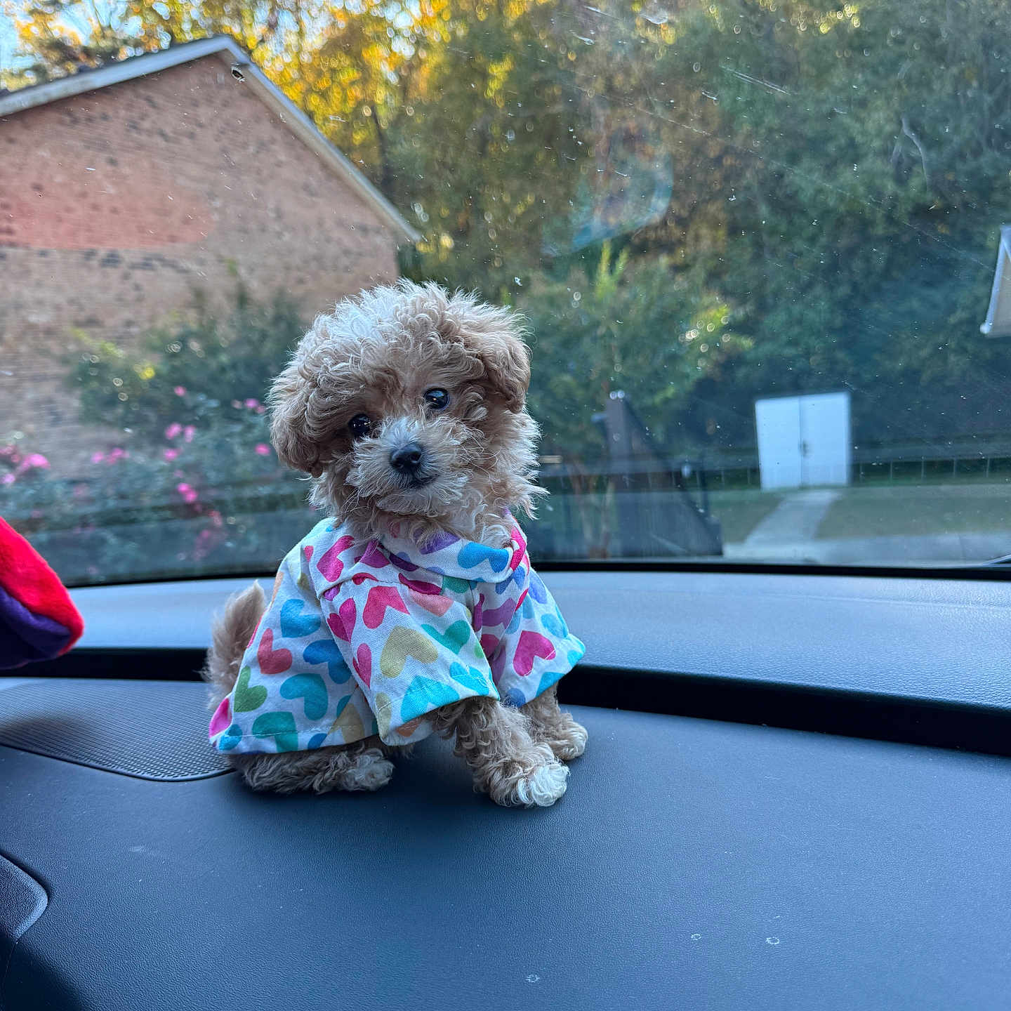 Jamari Nicole Crump joined the competition — help win amazing prizes! animal, architecture, building, canine, car, clothing, dog, dress, grass, person, pet, plant, poodle, puppy, terrier, toy, transportation, tree, vehicle, whitedog