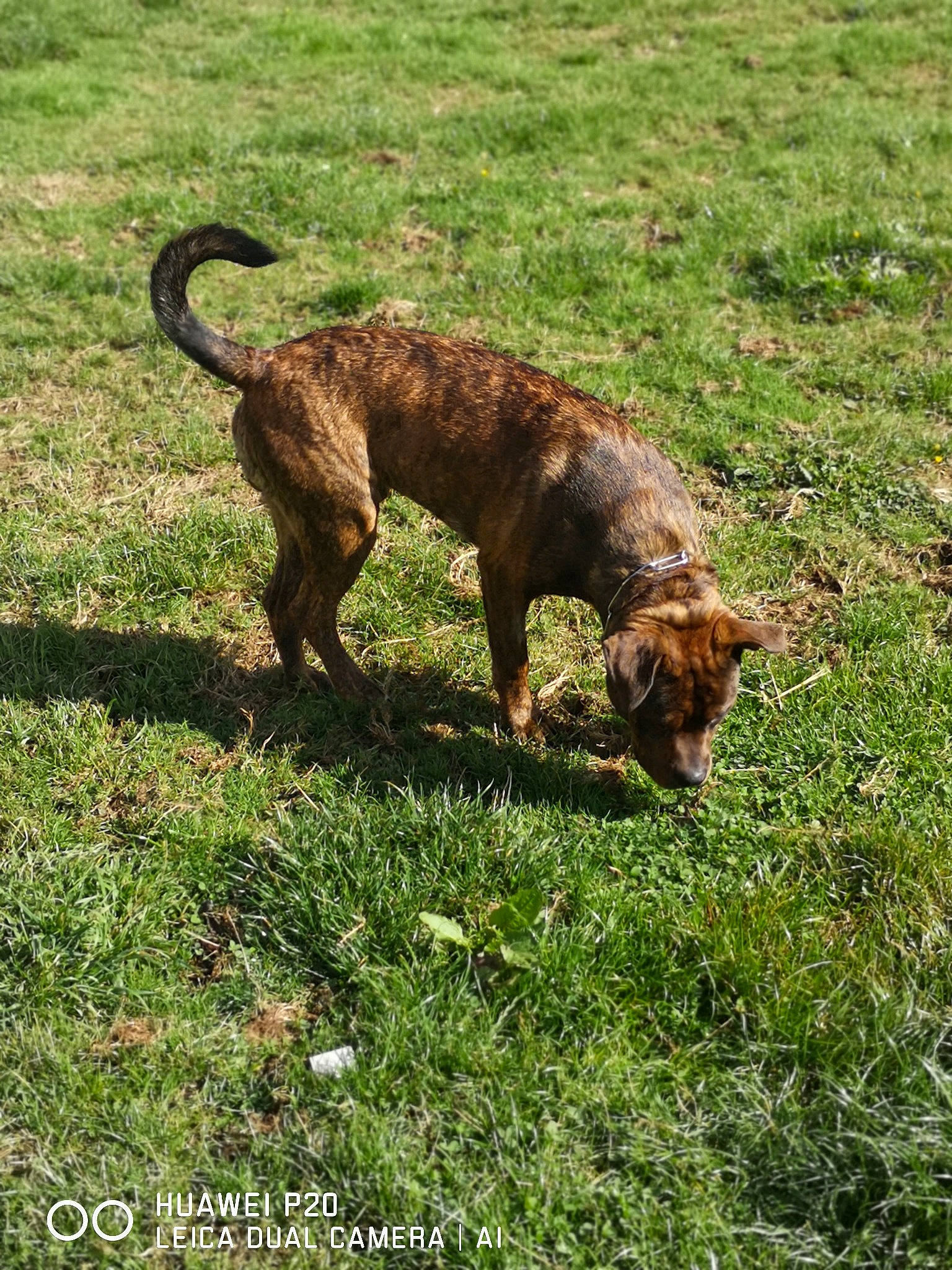 Rafy a rejoint le concours — aidez-le/la à gagner de superbes lots ! canidae, carnivore, dog, dog_breed, grass, hunting_dog, mammal, plant, plott_hound, sporting_group, tail, treeing_tennessee_brindle, vertebrate