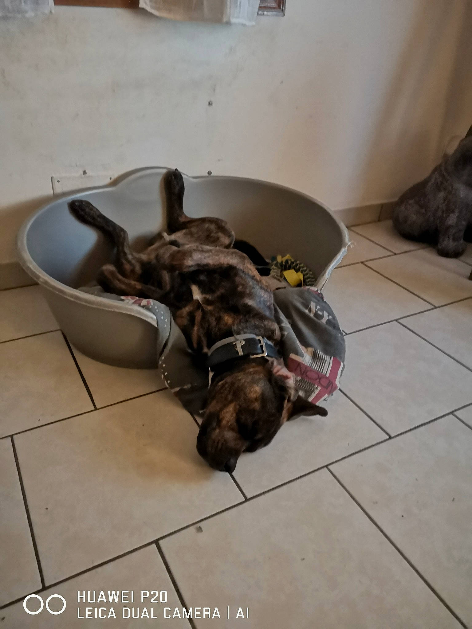 Rafy participe au concours pour gagner de l'argent avec cette photo : american_pit_bull_terrier, canidae, carnivore, dog, dog_breed, fawn, floor, flooring, french_bulldog, guard_dog, non_sporting_group, pit_bull, puppy, sporting_group, staffordshire_bull_terrier