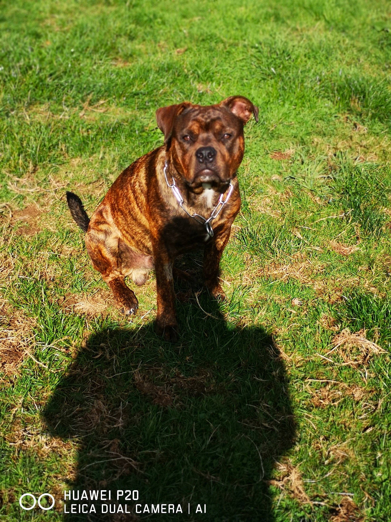Rafy participe au concours pour gagner de l'argent avec cette photo : alaunt, canidae, carnivore, companion_dog, dog, dog_breed, grass, mammal, rare_breed_dog, sporting_group, vertebrate