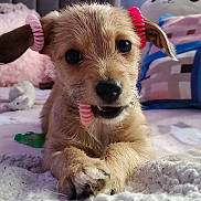 Chloe is registered to the contest to win money with this photo: animal, bed, blanket, close_up, cozy, cute, dog, ears, fur, indoor, mouth, pet, pink_hair_ties, playful, portrait, puppy, resting, soft, toy, young