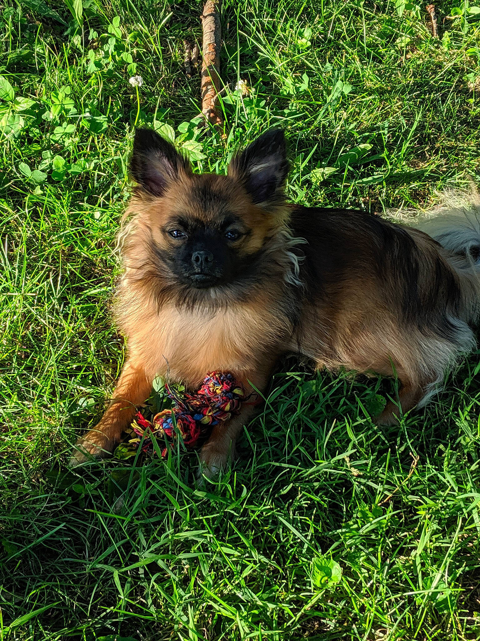 Lily joined the competition — help win amazing prizes! cairn_terrier, canidae, carnivore, companion_dog, dog, dog_breed, fawn, grass, mammal, norwich_terrier, plant, puppy, wildlife