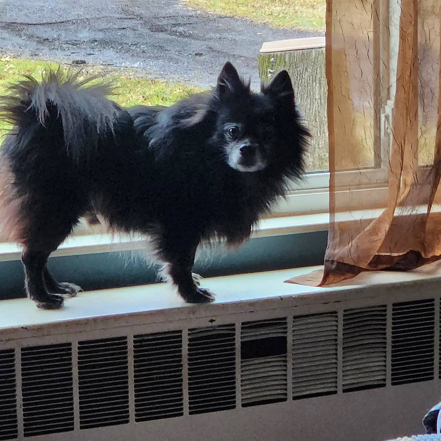 Teddy joined the competition — help win amazing prizes! canidae, carnivore, companion_dog, dog, dog_breed, fur, small_to_medium_sized_cats, snout, sporting_group, tail, terrestrial_animal, window, working_dog