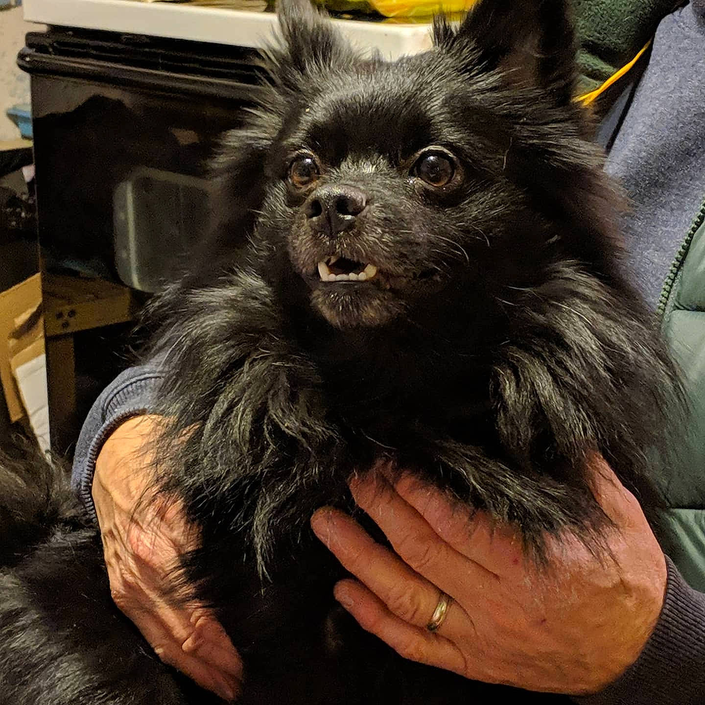 Teddy joined the competition — help win amazing prizes! canidae, carnivore, companion_dog, dog, dog_breed, german_spitz_mittel, mammal, non_sporting_group, pomeranian, schipperke, snout, spitz, toy_dog, vertebrate