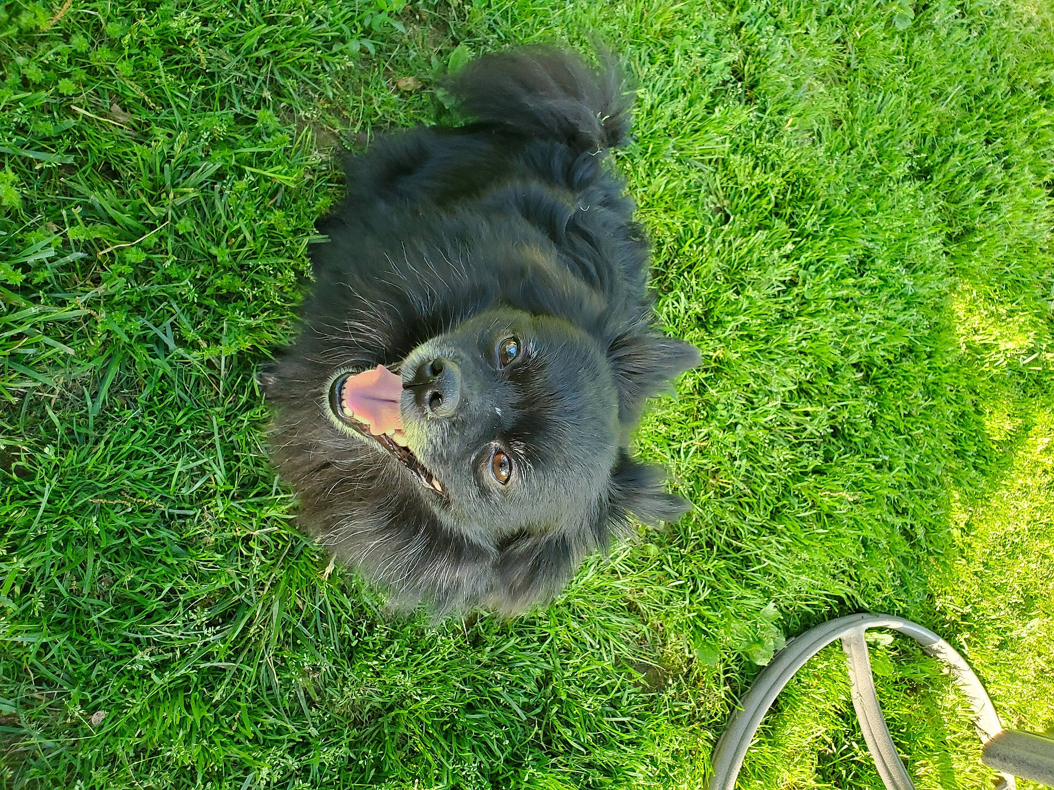 Teddy is registered to the contest to win money with this photo: canidae, carnivore, dog, dog_breed, grass, keeshond, lawn, mammal, puppy, sporting_group