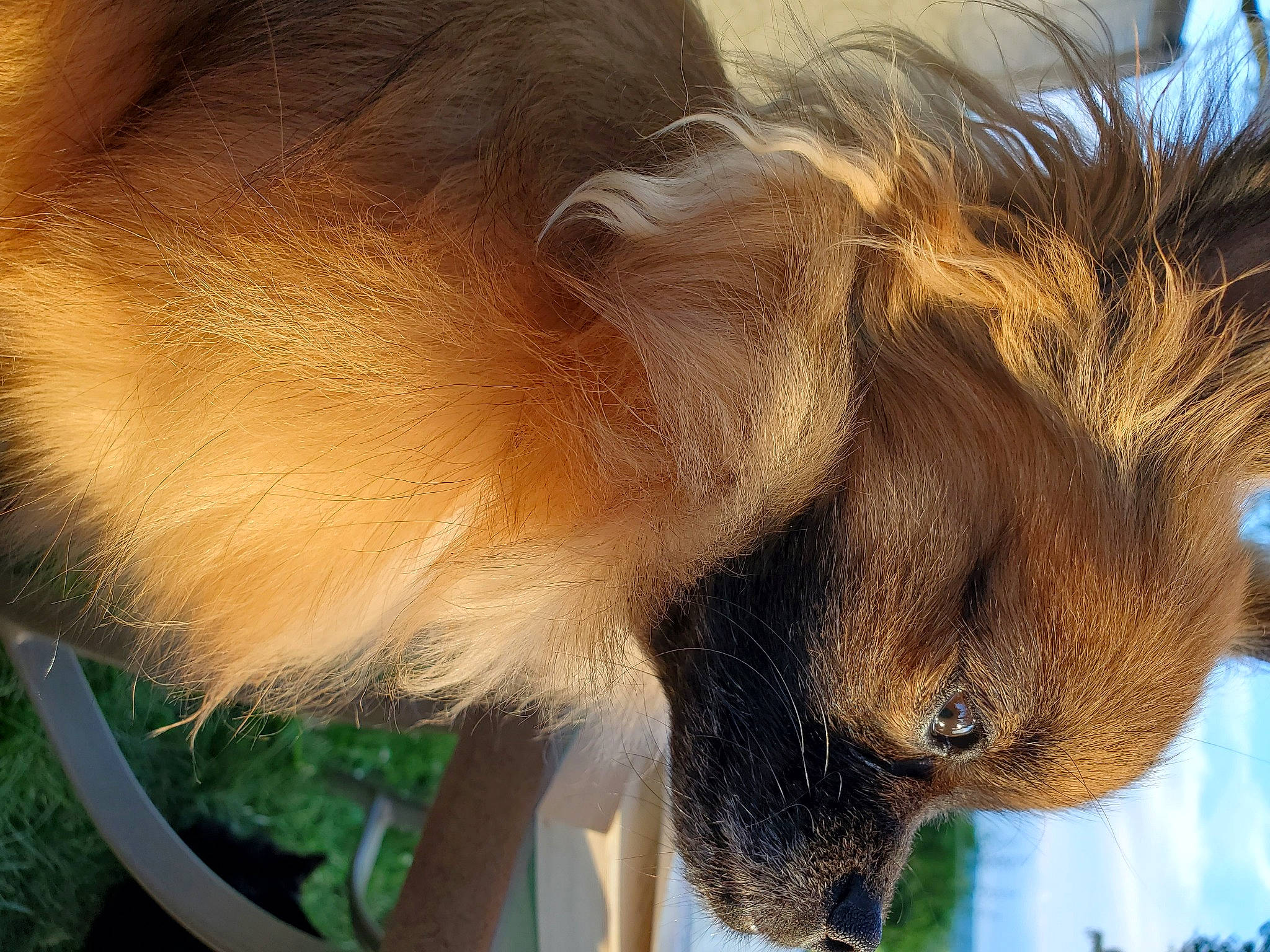 Lily joined the competition — help win amazing prizes! canidae, carnivore, companion_dog, dog, dog_breed, fawn, fur, pomeranian, snout, sporting_group