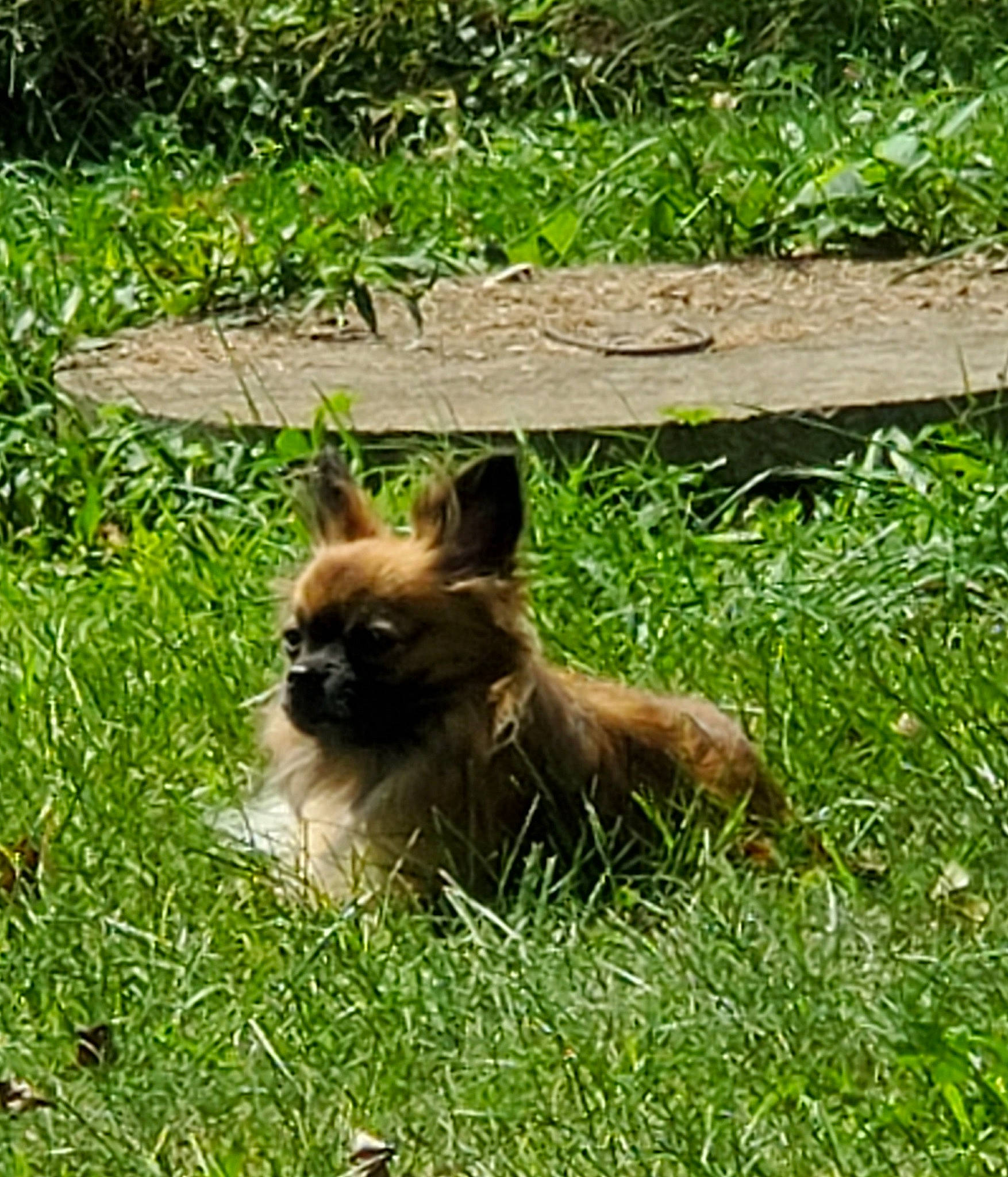 Lily is registered to the contest to win money with this photo: cairn_terrier, canidae, carnivore, companion_dog, dog, dog_breed, fawn, grass, lawn, mammal, norwich_terrier, plant, puppy, sporting_group, vertebrate