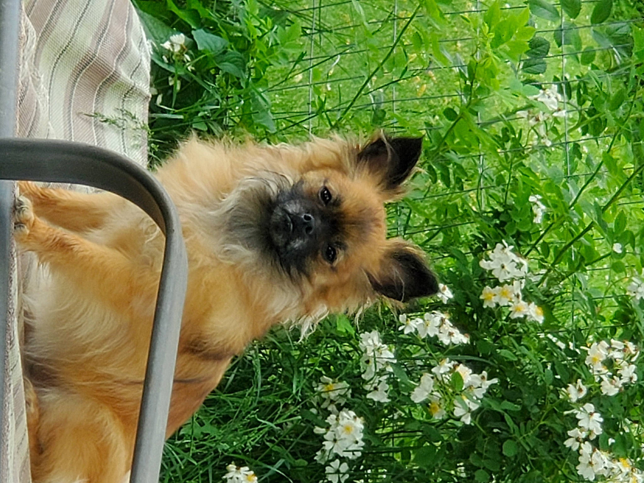 Lily is registered to the contest to win money with this photo: canidae, carnivore, companion_dog, dog, dog_breed, fawn, flower, grass, mammal, plant, puppy, sporting_group, tibetan_spaniel