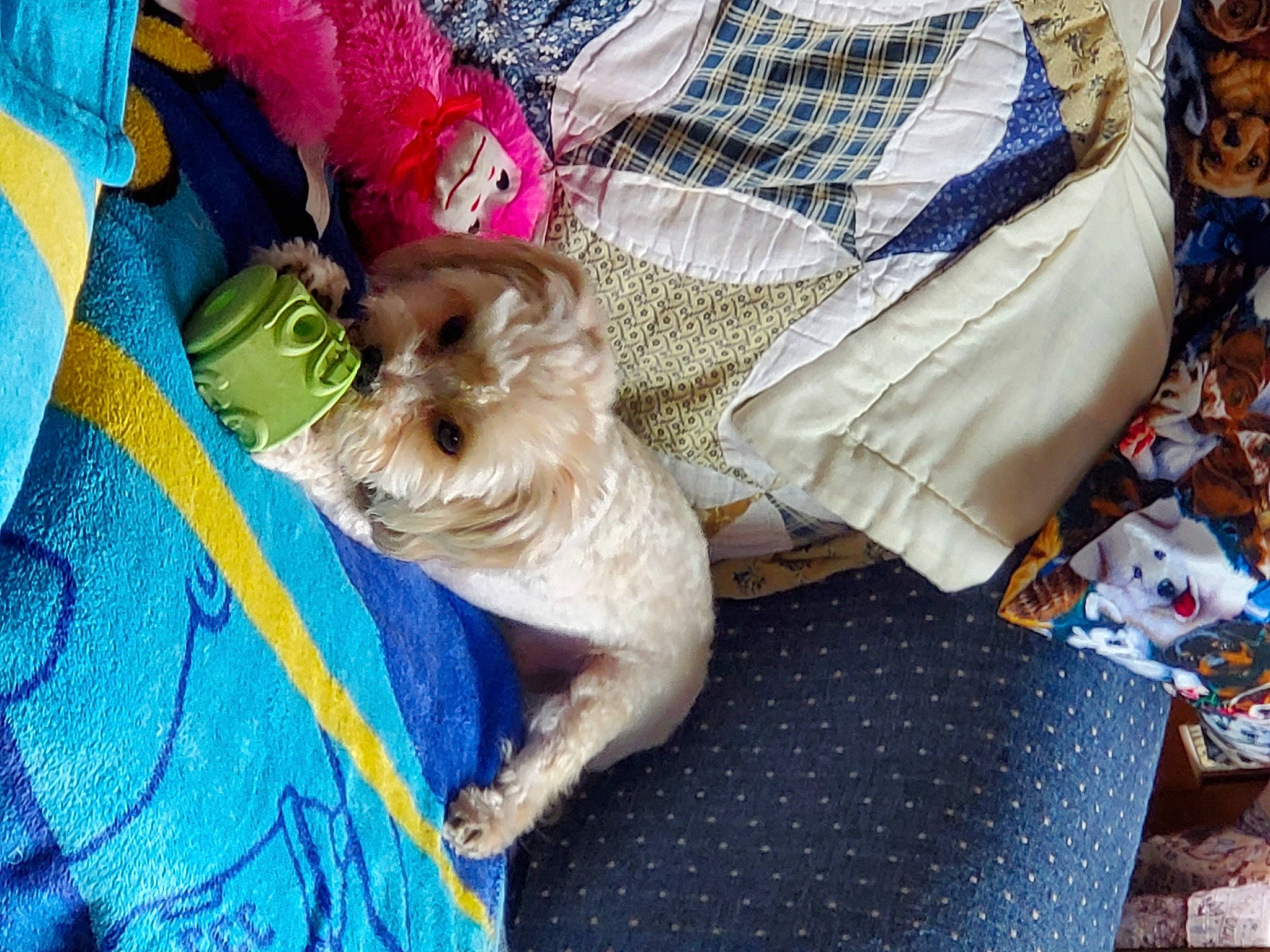 Carlos  is registered to the contest to win money with this photo: canidae, carnivore, cat, companion_dog, dog, dog_breed, fawn, morkie, puppy, shih_tzu, toy_dog