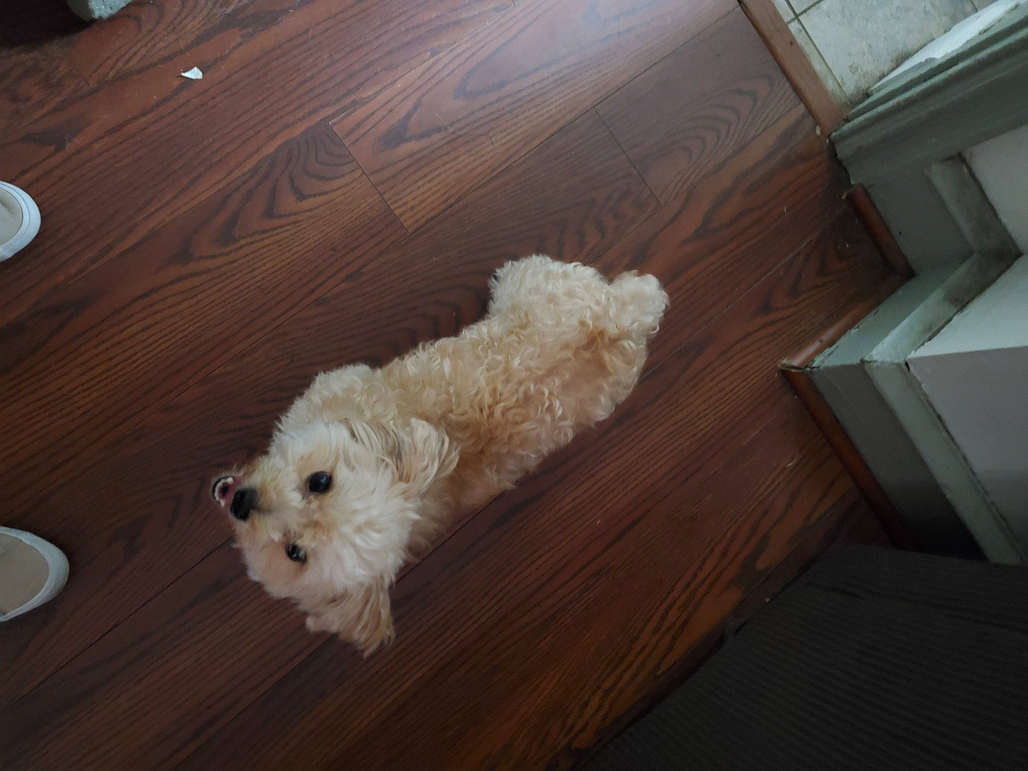 Carlos  joined the competition — help win amazing prizes! bichon_frise, bolognese, canidae, carnivore, cavachon, cockapoo, companion_dog, dog, dog_breed, havanese, maltepoo, maltese, mammal, miniature_poodle, poodle_crossbreed, puppy, schnoodle, sporting_lucas_terrier, toy_poodle, vertebrate