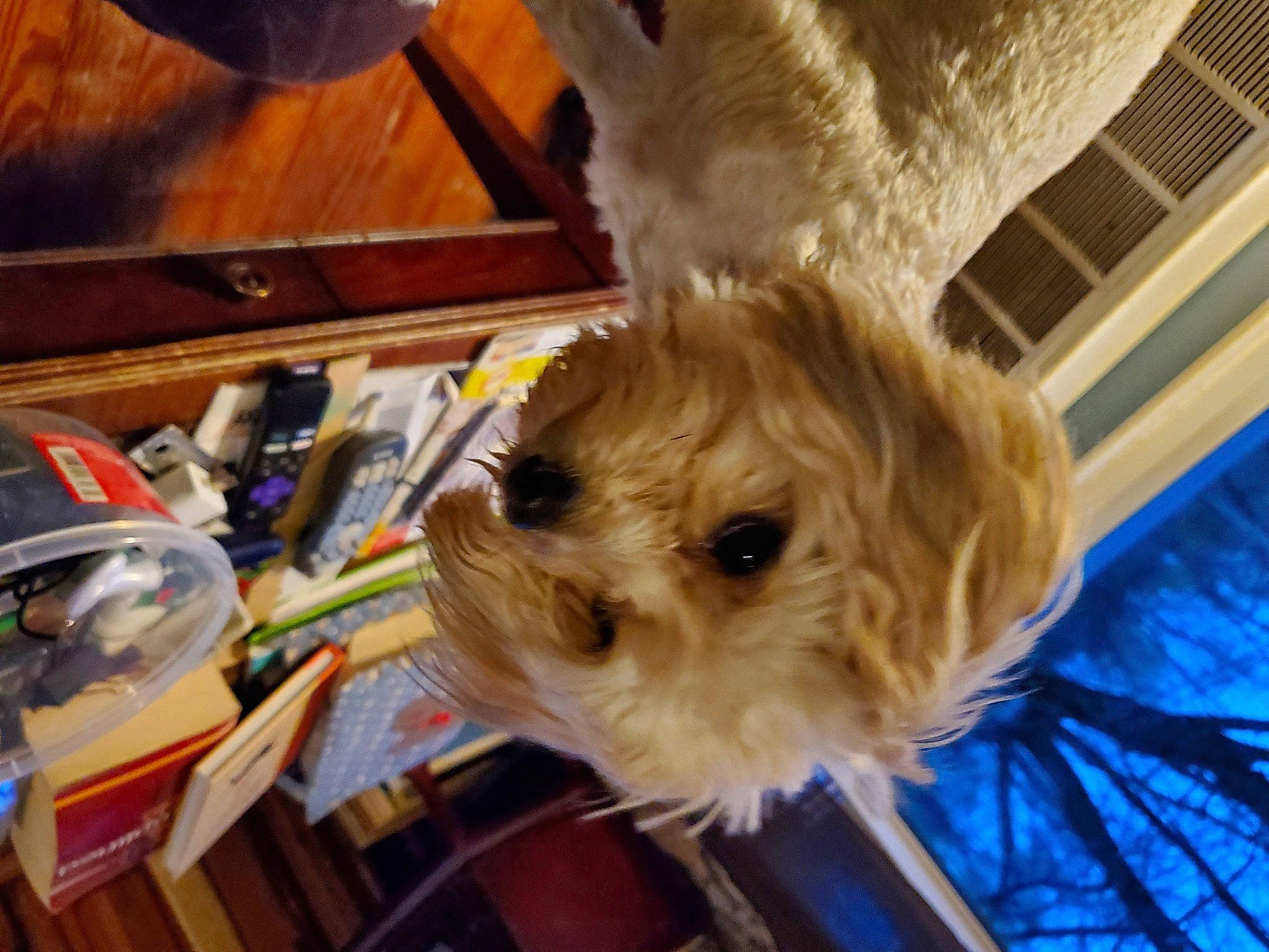 Carlos  is registered to the contest to win money with this photo: canidae, carnivore, cavachon, cavapoo, cockapoo, companion_dog, dog, dog_breed, maltepoo, maltese, morkie, puppy, puppy_love, rare_breed_dog, schnoodle, shih_tzu, sporting_group, sporting_lucas_terrier, terrier, toy_dog