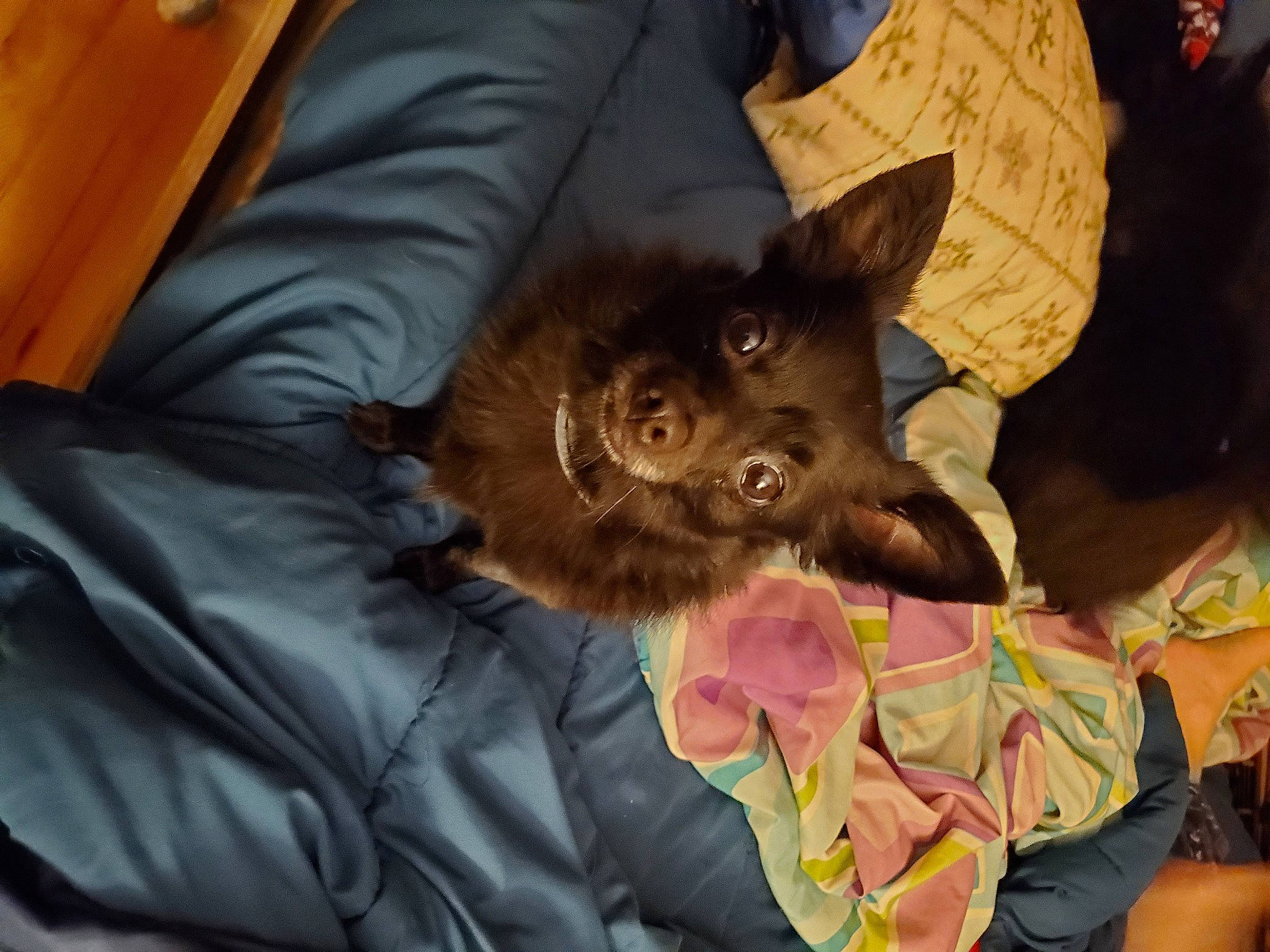 Orchid joined the competition — help win amazing prizes! asian, black_cat, carnivore, cat, fawn, felidae, german_rex, havana_brown, kitten, mammal, small_to_medium_sized_cats, whiskers