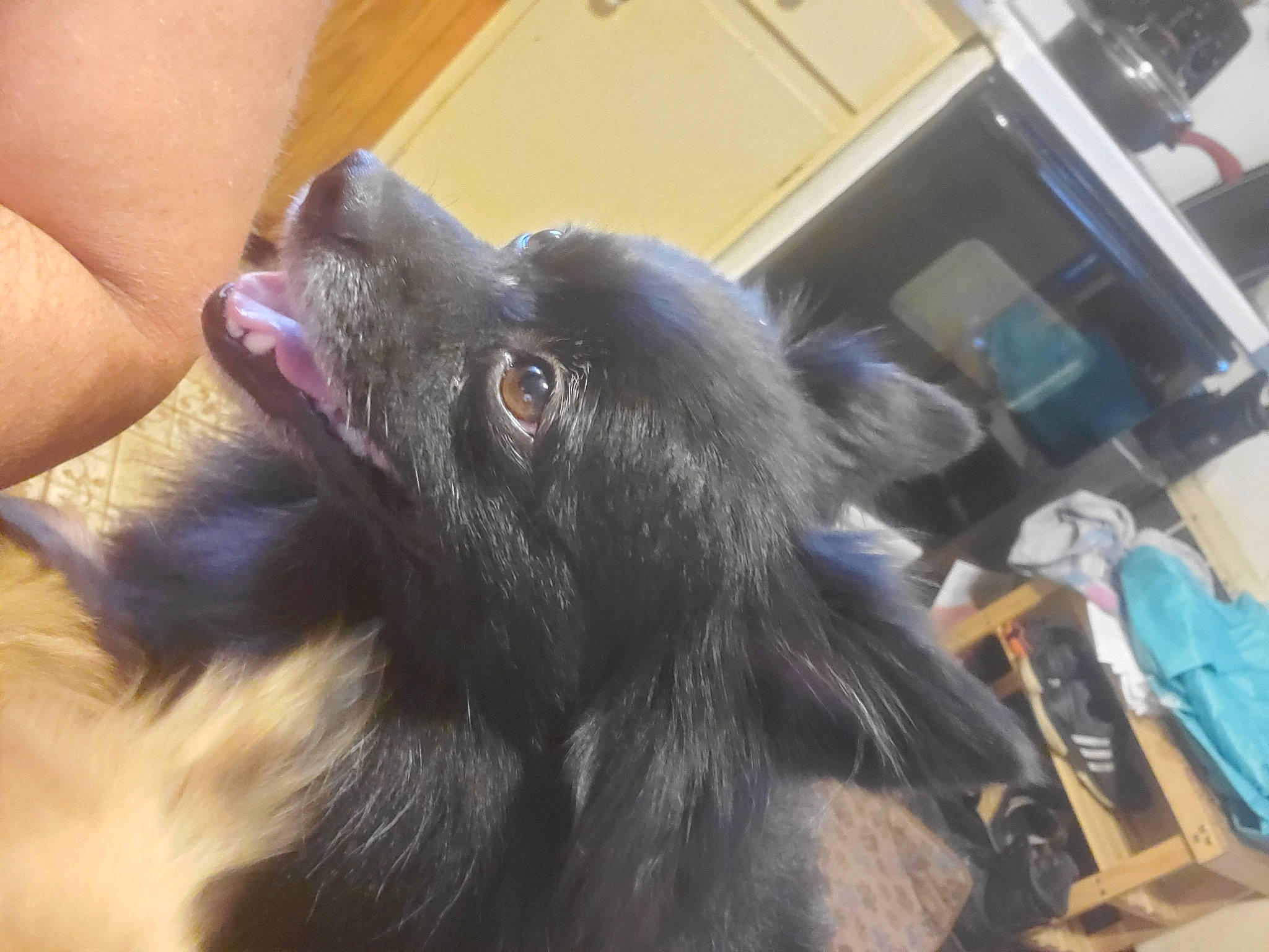 Orchid joined the competition — help win amazing prizes! canidae, carnivore, companion_dog, dog, dog_breed, ear, german_spitz_mittel, non_sporting_group, pomeranian, snout, sporting_group