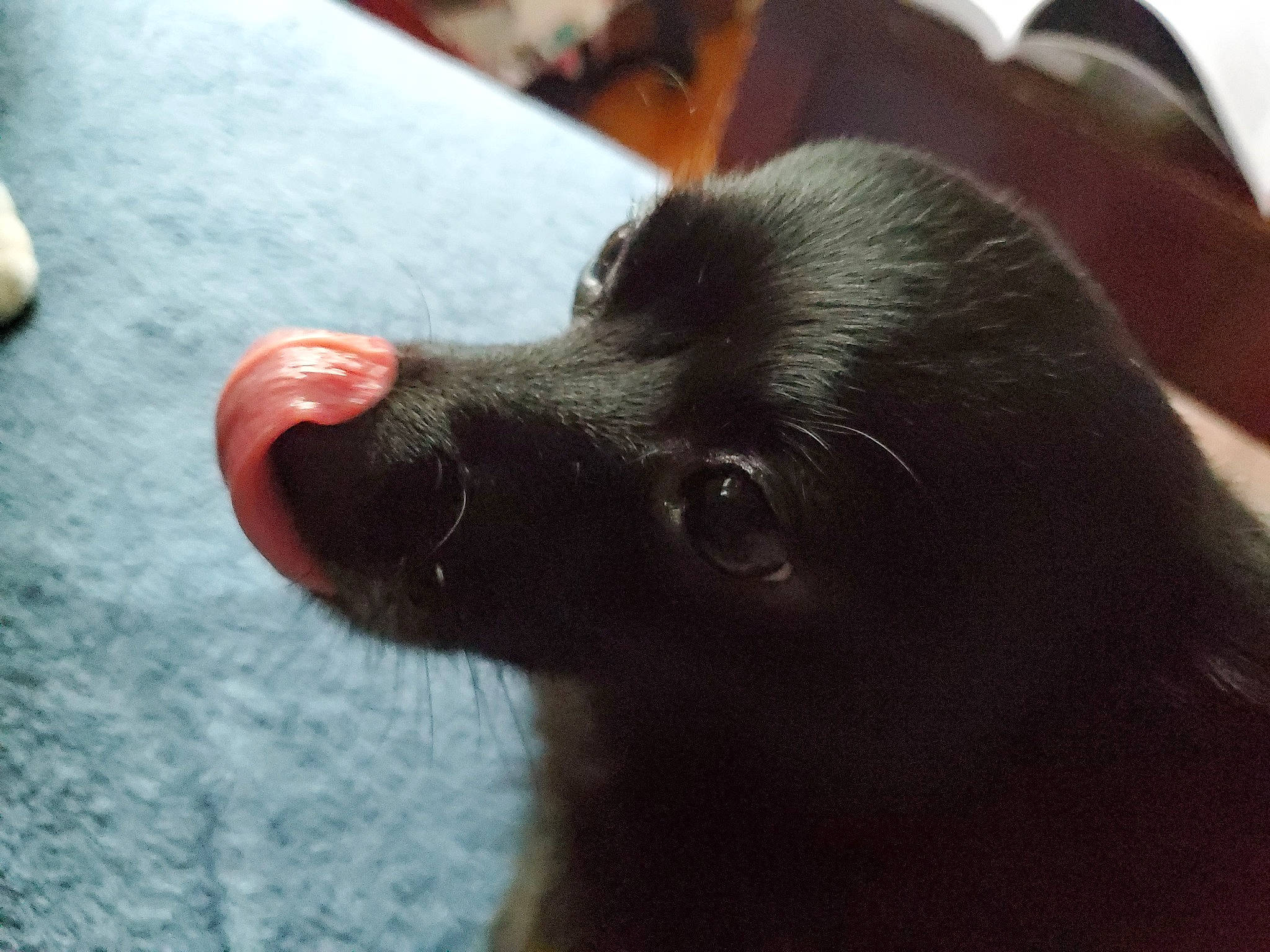 Orchid is registered to the contest to win money with this photo: black, canidae, carnivore, companion_dog, dog, dog_breed, ear, fur, non_sporting_group, nose, photography, puppy, schipperke, snout, sporting_group, vertebrate