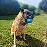 dog, toy, blue_toy, grass, outdoor, sunny, blurred_background, canine, pet, playing, sitting, nature, animal, fur, snout, ears, daytime, leisure, companion, fun