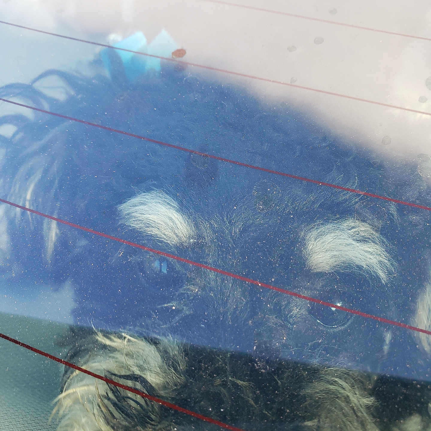 Felicia Thompson is registered to the contest to win money with this photo: dog, car, window, glass, fur, eyebrows, pet, animal, curious, face, reflection, rear_window, transport, vehicle, closeup, indoors, muzzle, snout, whiskers, dirty_window