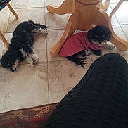 Felicia Thompson joined the competition — help win amazing prizes! dog, pet, indoor, tile_floor, wooden_table, furniture, black_and_white, small_dog, sweater, clothing, relaxing, lying_down, floor, domestic, companion, animal, paw, fur, cute, resting