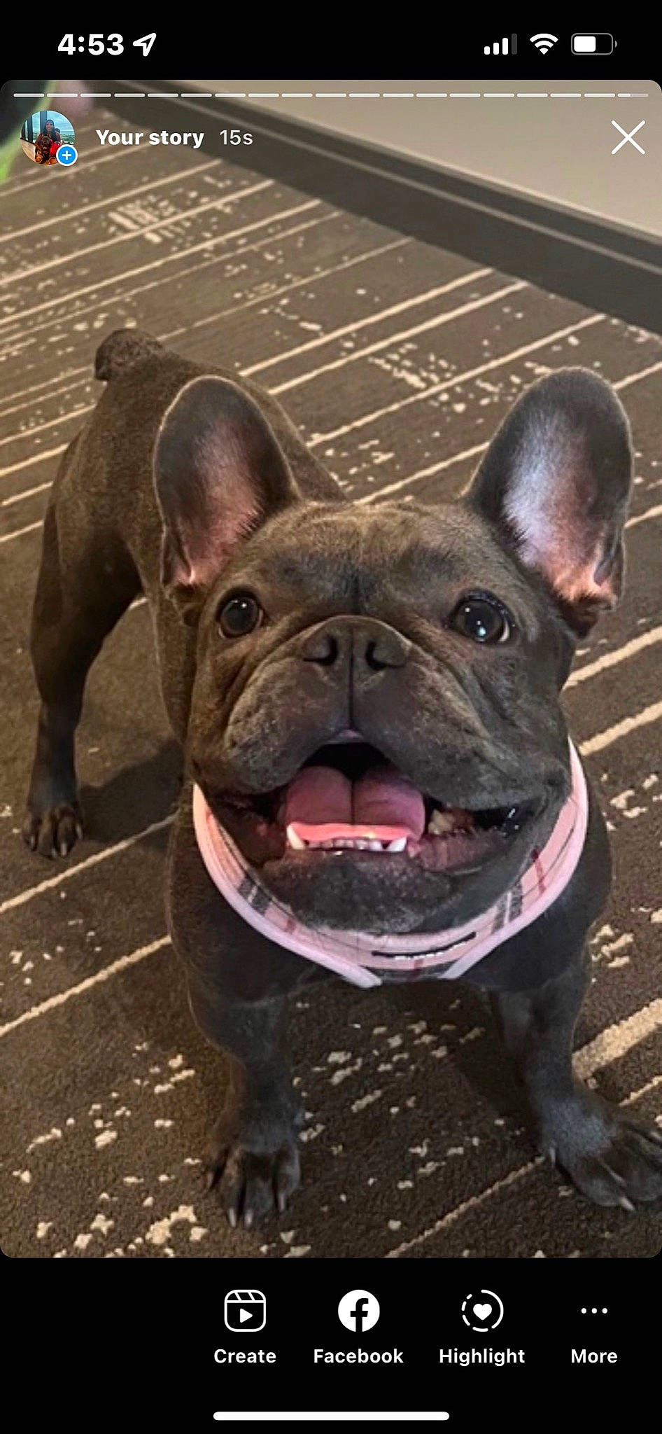 Blu' joined the competition — help win amazing prizes! bulldog, canidae, carnivore, collar, companion_dog, dog, dog_breed, dog_collar, ear, eye, fawn, french_bulldog, molosser, plant, sporting_group, terrestrial_animal, toy_dog, whiskers, working_animal, wrinkle