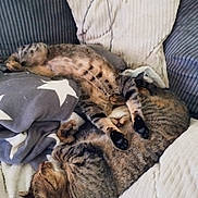 Tic Et Tac participe au concours pour gagner de l'argent avec cette photo : animal, blanket, cat, comfort, couch, cozy, cute, domestic_cat, feline, fur, indoor, pets, pillow, relaxation, resting, sleeping, soft, tabby_cat, two_cats, whiskers