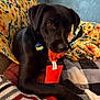 dog, black_dog, toy, couch, blanket, indoor, pet, animal, playful, orange, fabric, home, cozy, relaxed, brown_eyes, collar, tag, front_paws, comfort, resting