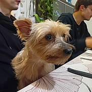 Pookie a rejoint le concours — aidez-le/la à gagner de superbes lots ! dog, table, people, indoor, plant, tablecloth, face, blurred, casual, dining, small_dog, fur, ears, nose, eyes, human, sitting, background, home, curious