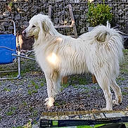 Otchum participe au concours pour gagner de l'argent avec cette photo : animal, bench, daylight, dog, fence, fur, garden, gravel, greenery, nature, outdoor, peaceful, pet, plant, side_view, standing, stone_wall, sunlight, white_dog, wood