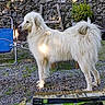 animal, bench, daylight, dog, fence, fur, garden, gravel, greenery, nature, outdoor, peaceful, pet, plant, side_view, standing, stone_wall, sunlight, white_dog, wood