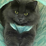 Romeo joined the competition — help win amazing prizes! cat, gray_cat, fluffy, yellow_eyes, stretching, tunnel, turquoise, patterned, indoor, pet, feline, closeup, animal, cozy, relaxed, curious, whiskers, fur, cute, playful