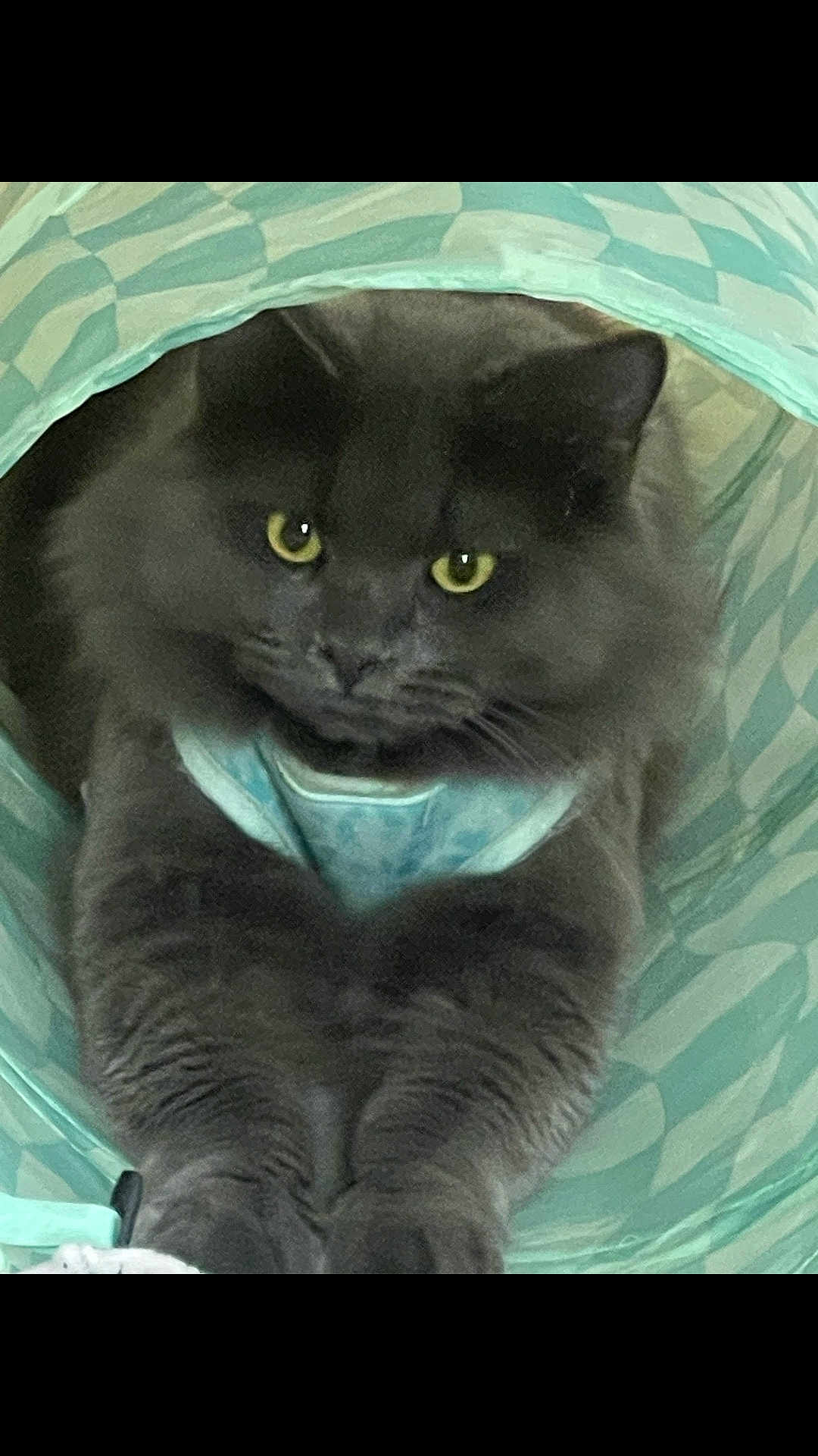 Romeo joined the competition — help win amazing prizes! cat, gray_cat, fluffy, yellow_eyes, stretching, tunnel, turquoise, patterned, indoor, pet, feline, closeup, animal, cozy, relaxed, curious, whiskers, fur, cute, playful